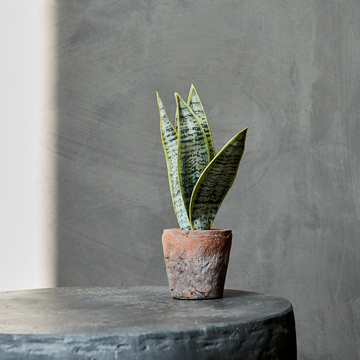 Trigridia Faux Succulent