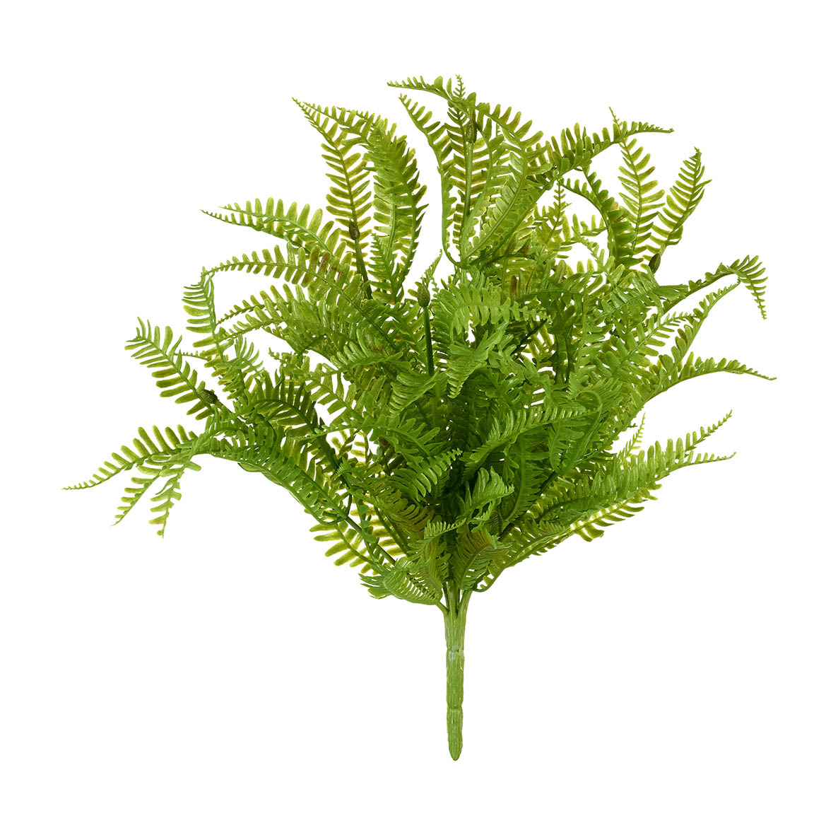 Boston Fern Spray