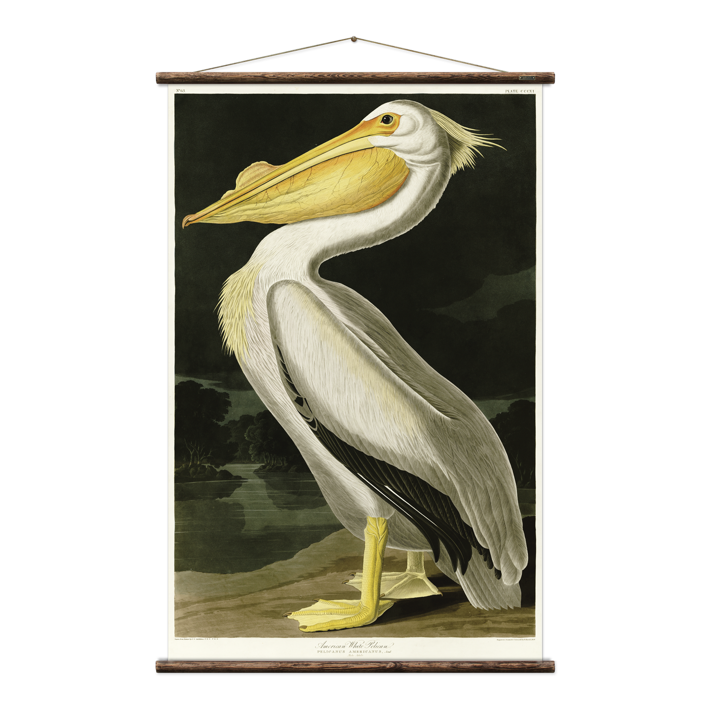 American Pelican Wall Hanging Print