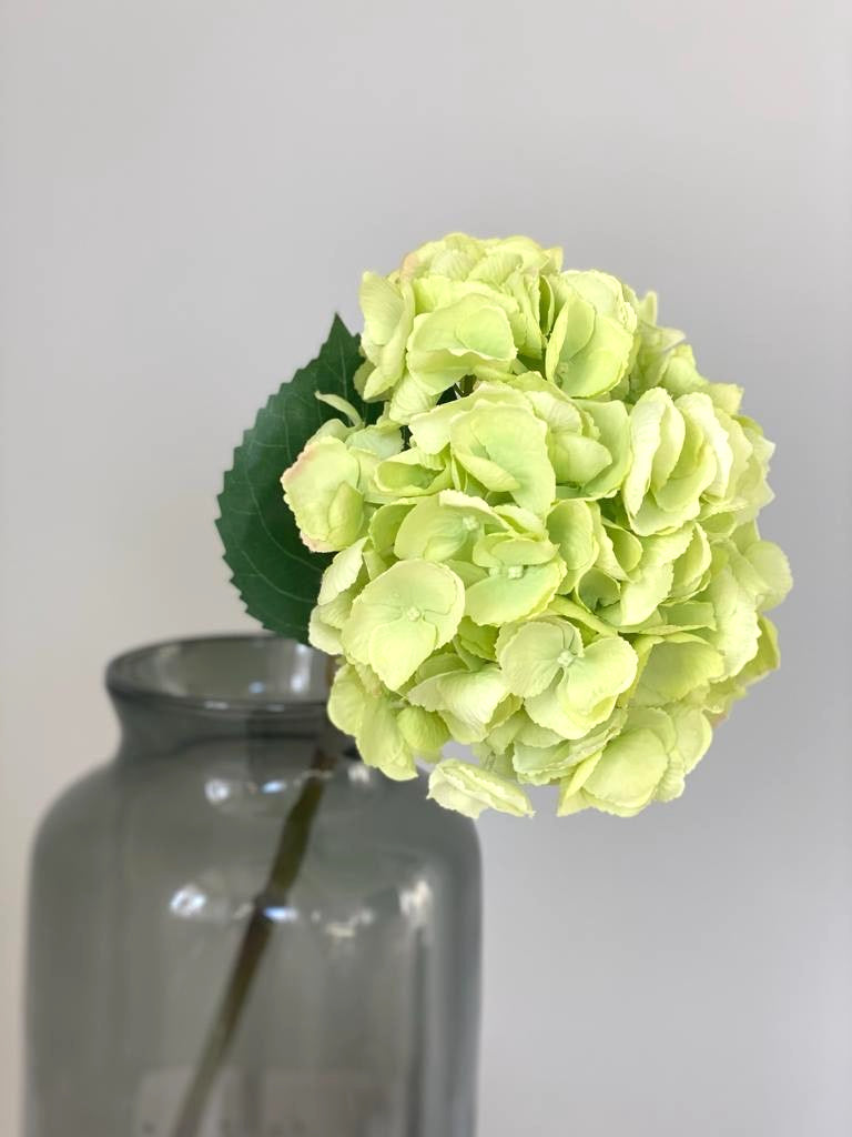 Hydrangea Green Dried