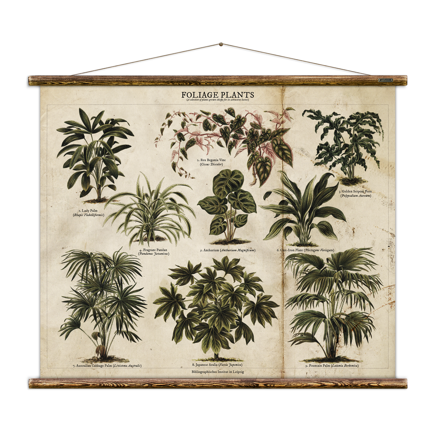 Foliage Plants Wall Hanging Print