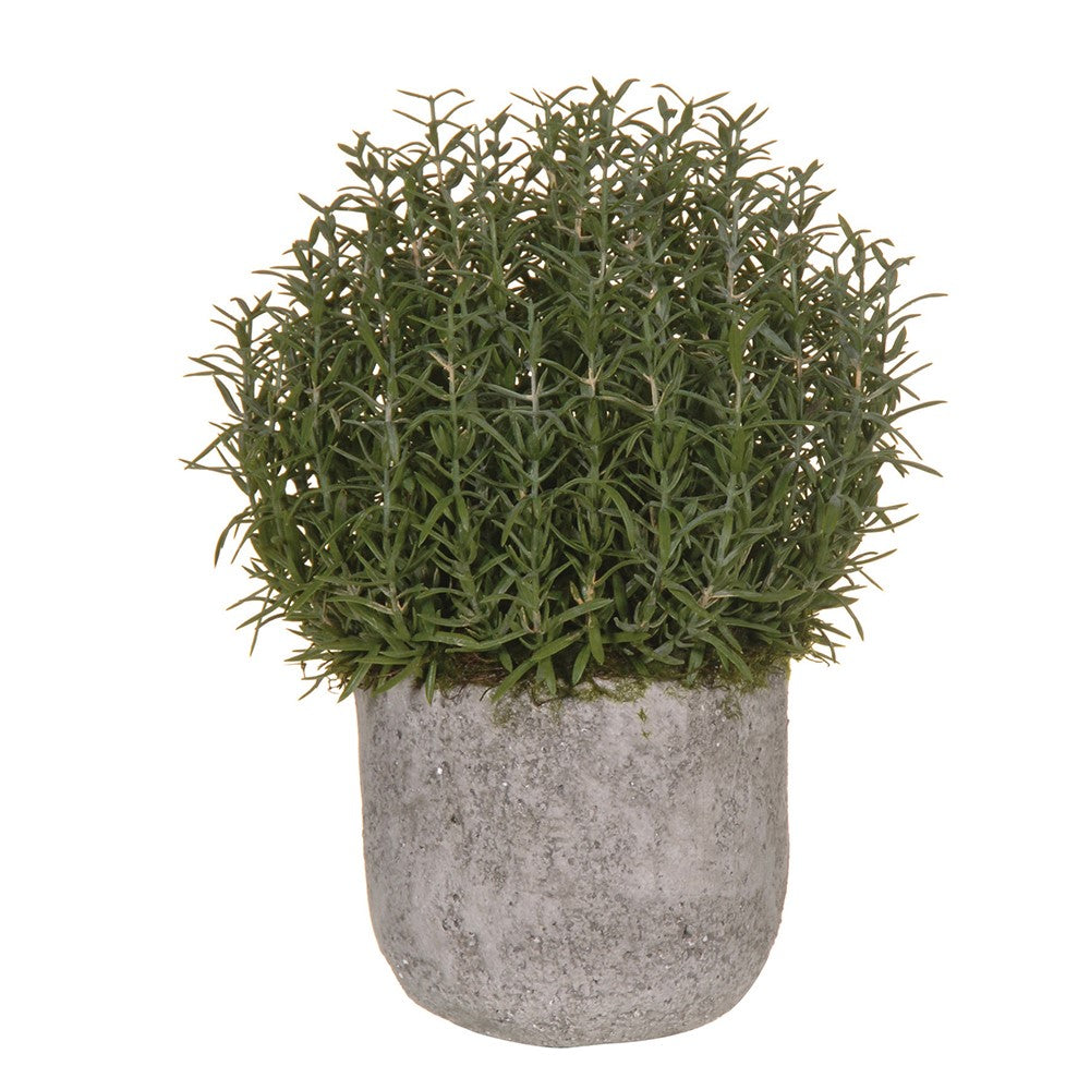 Potted Rosemary Bush