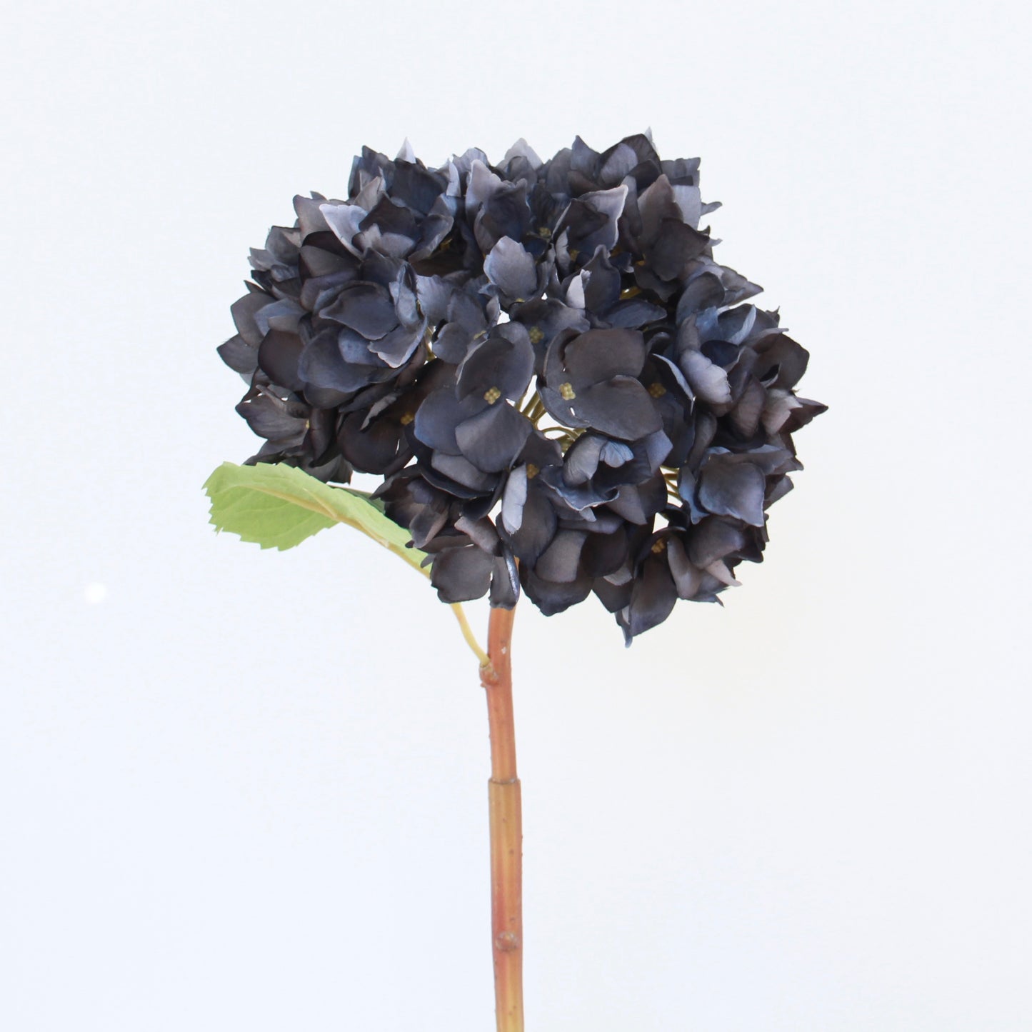 Midnight Blue Late Season Hydrangea