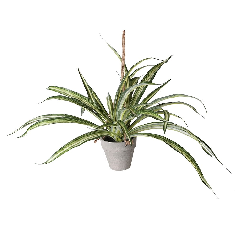 Dracaena Hanging Plant