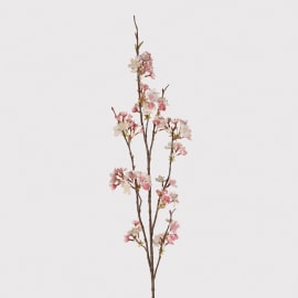 Cherry Blossom Branch