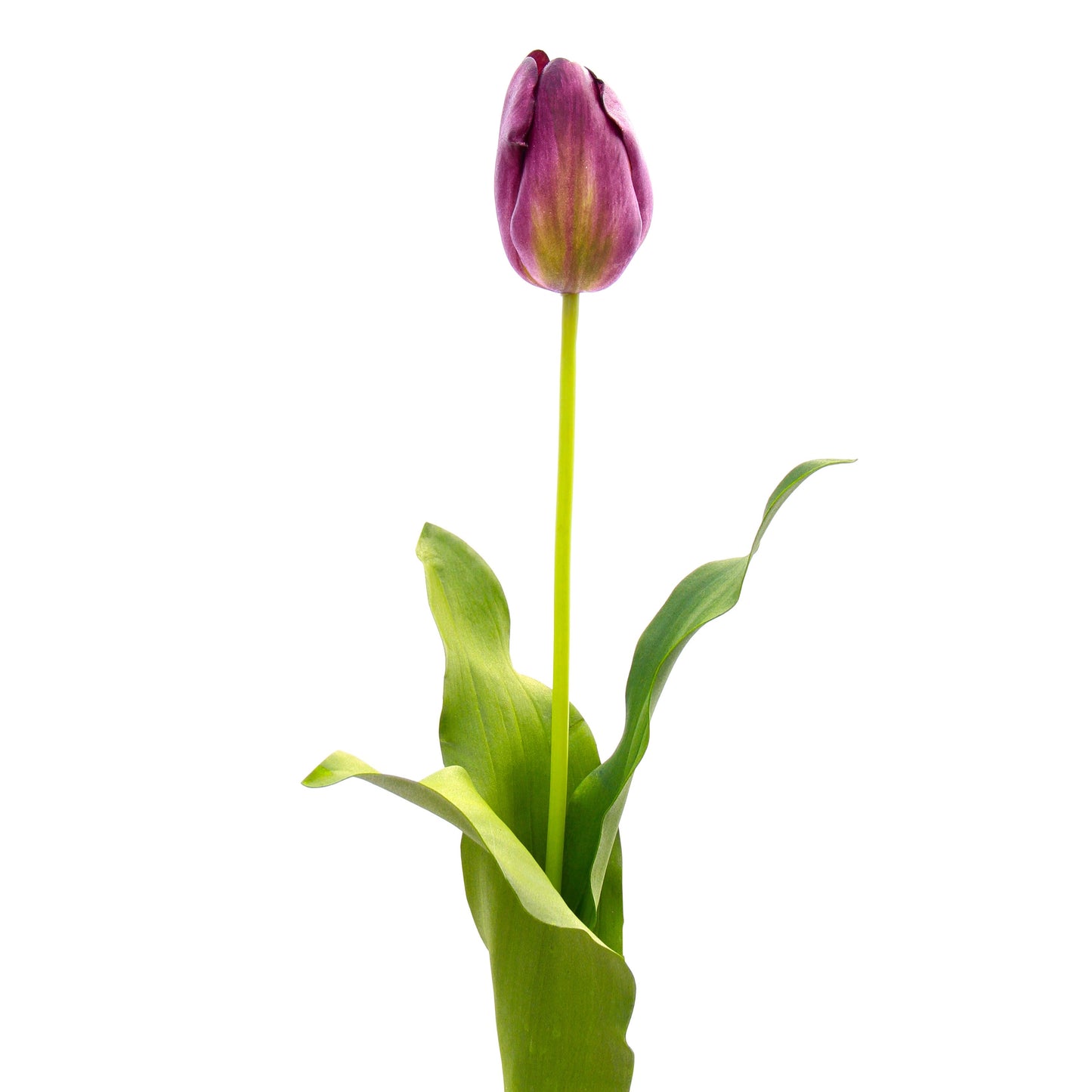Tulip Purple