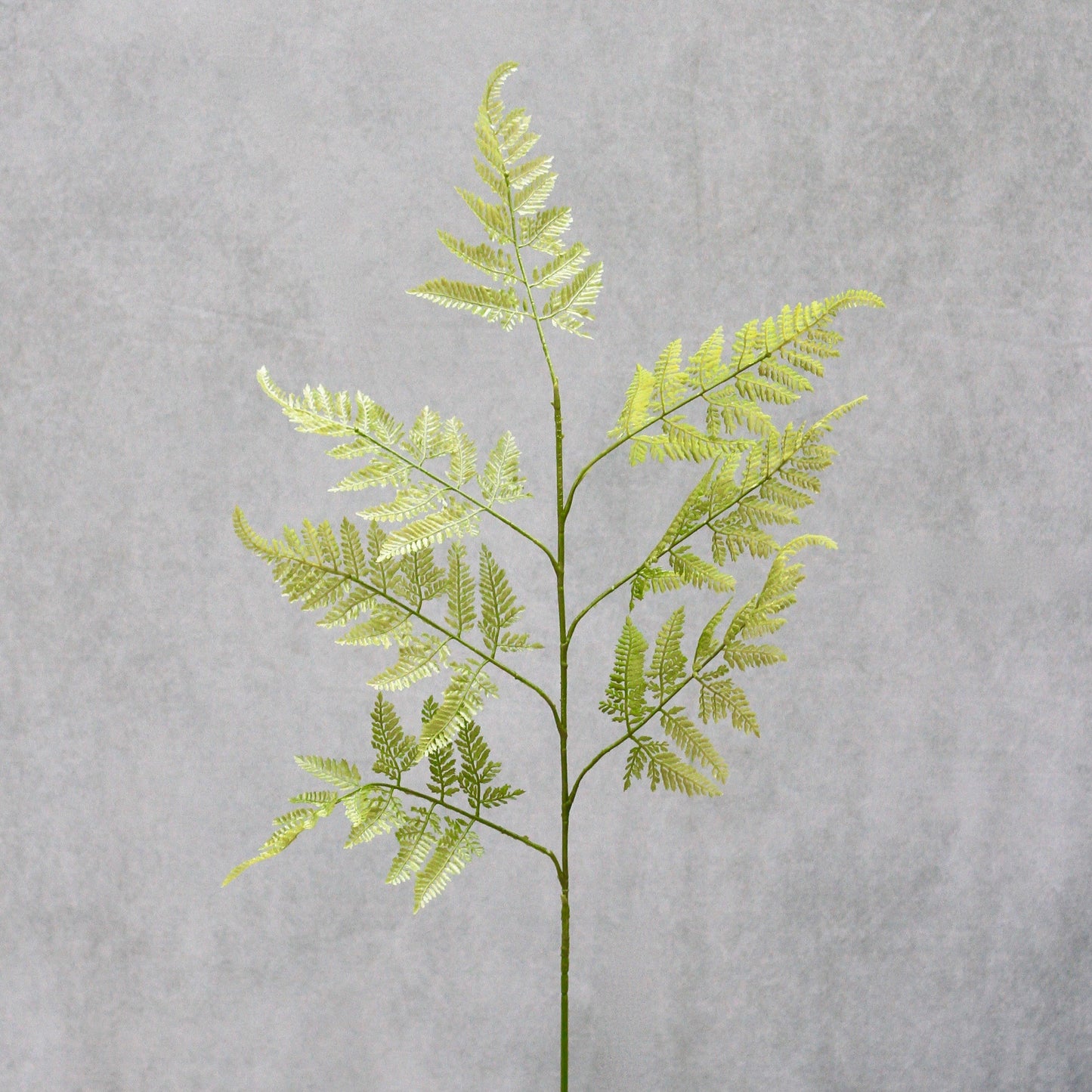 Fern Spray Stem