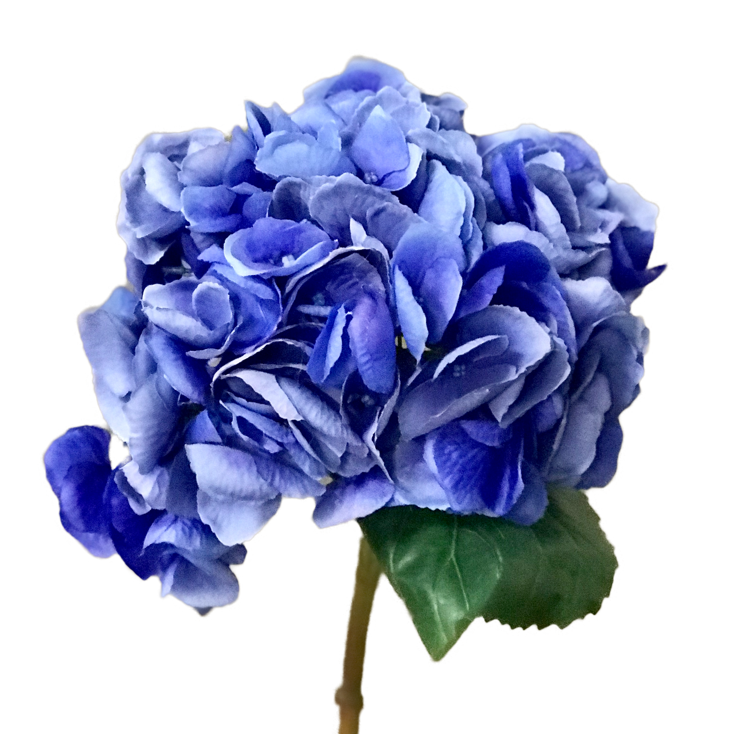 Blue Mophead Hydrangea