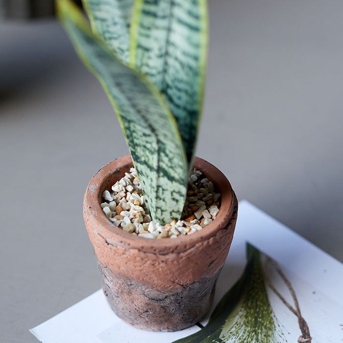 Trigridia Faux Succulent