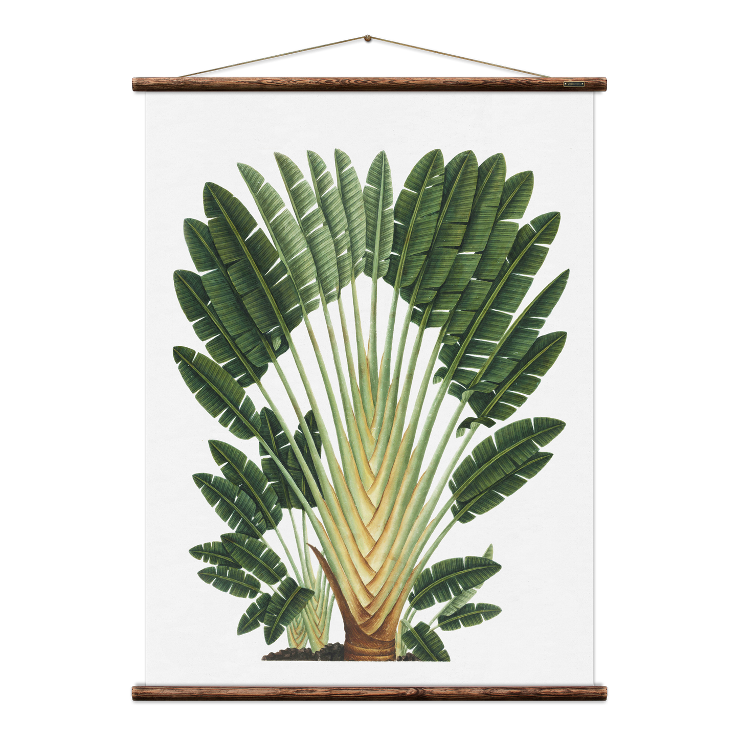 Travellers Palm Wall Hanging Print