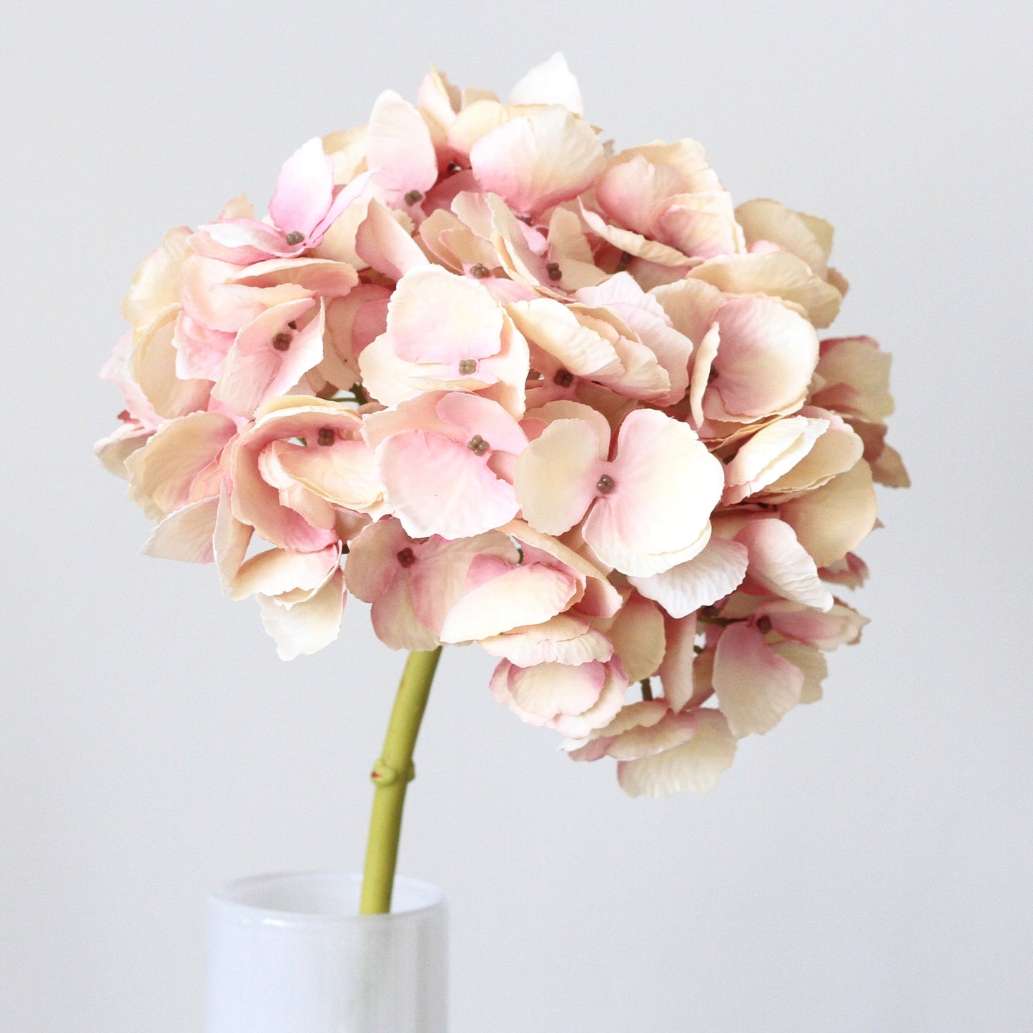 Vintage Pink Mophead Hydrangea