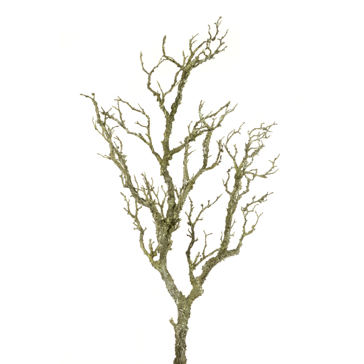 Rustic Winter Tree Branch