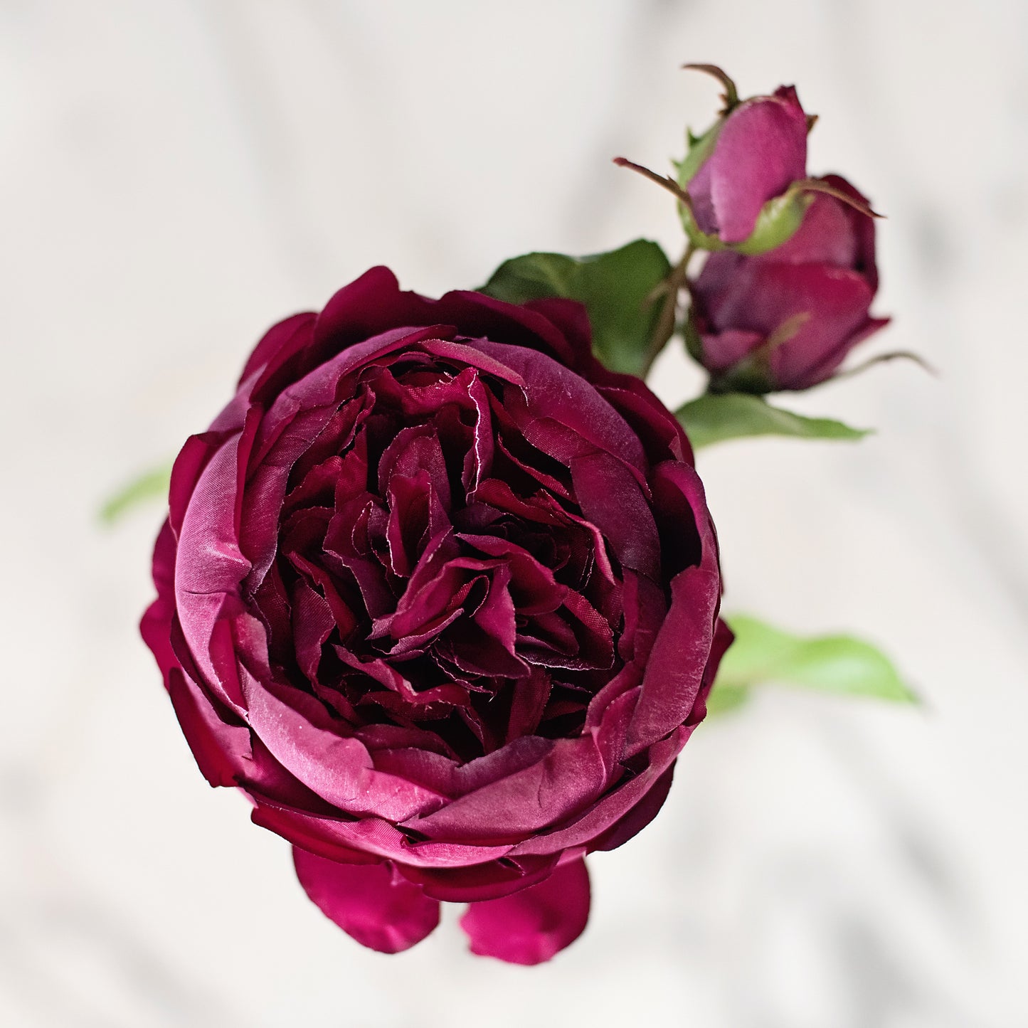 Burgundy English Rose