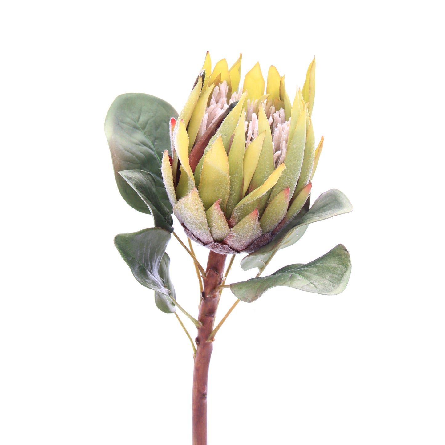 Green King Protea