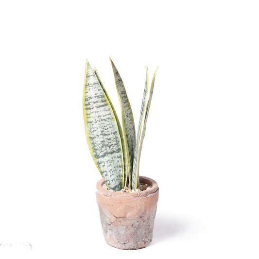 Trigridia Faux Succulent