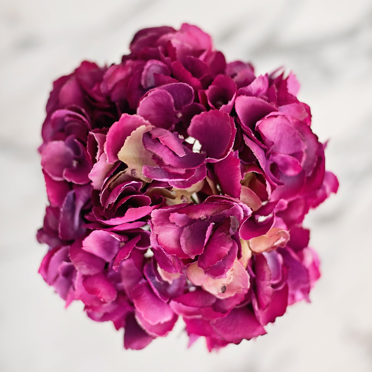 Fuchsia Pink Hydrangea