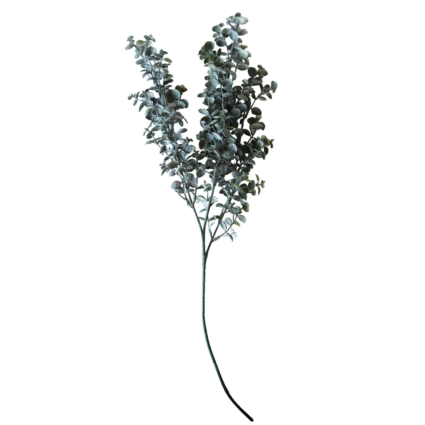 Dusty Eucalyptus Stem