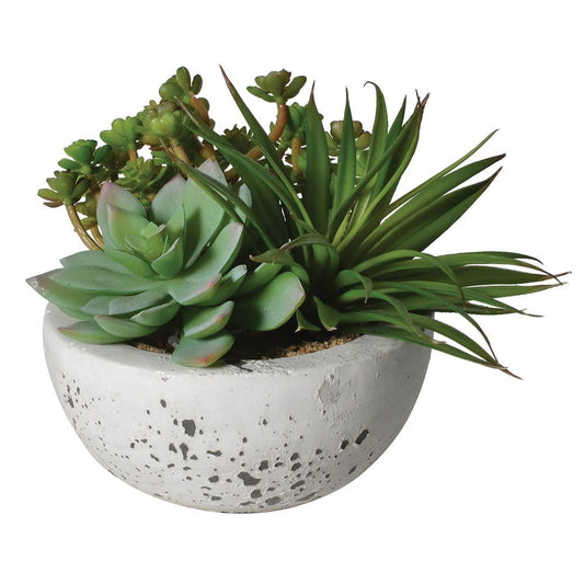 Mixed Succulents in Cement Bowl