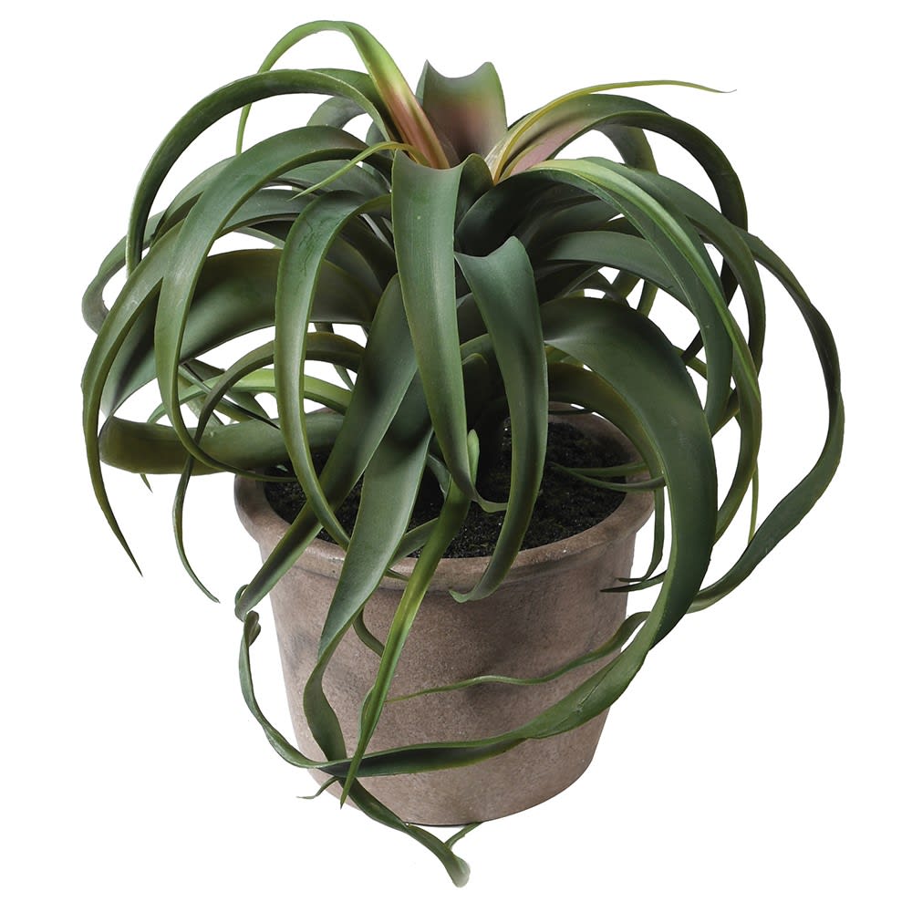 Tillandsia Plant in a Pot
