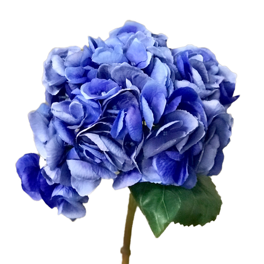 Blue Mophead Hydrangea
