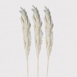 White Pampas