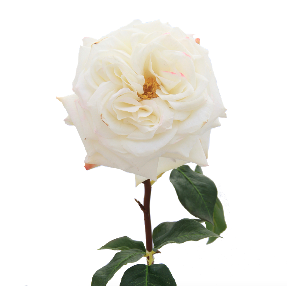 'Madame' Full Double White Rose