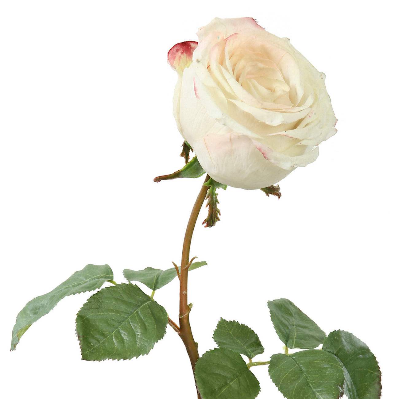 White Rose - Large
