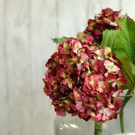 Red Dried Hydrangea