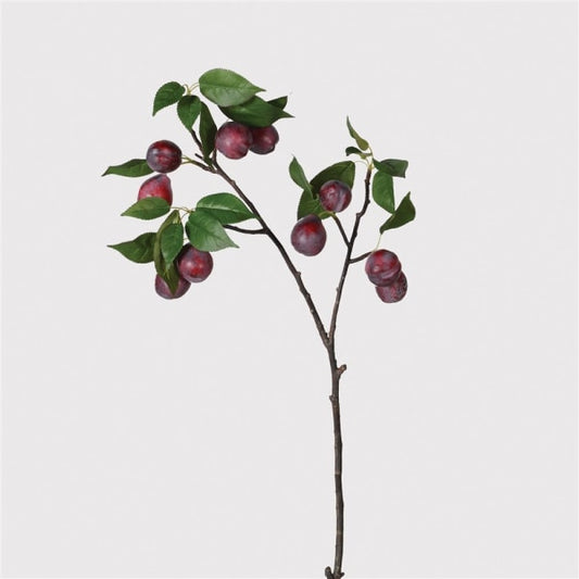 Plum Fruit Branch