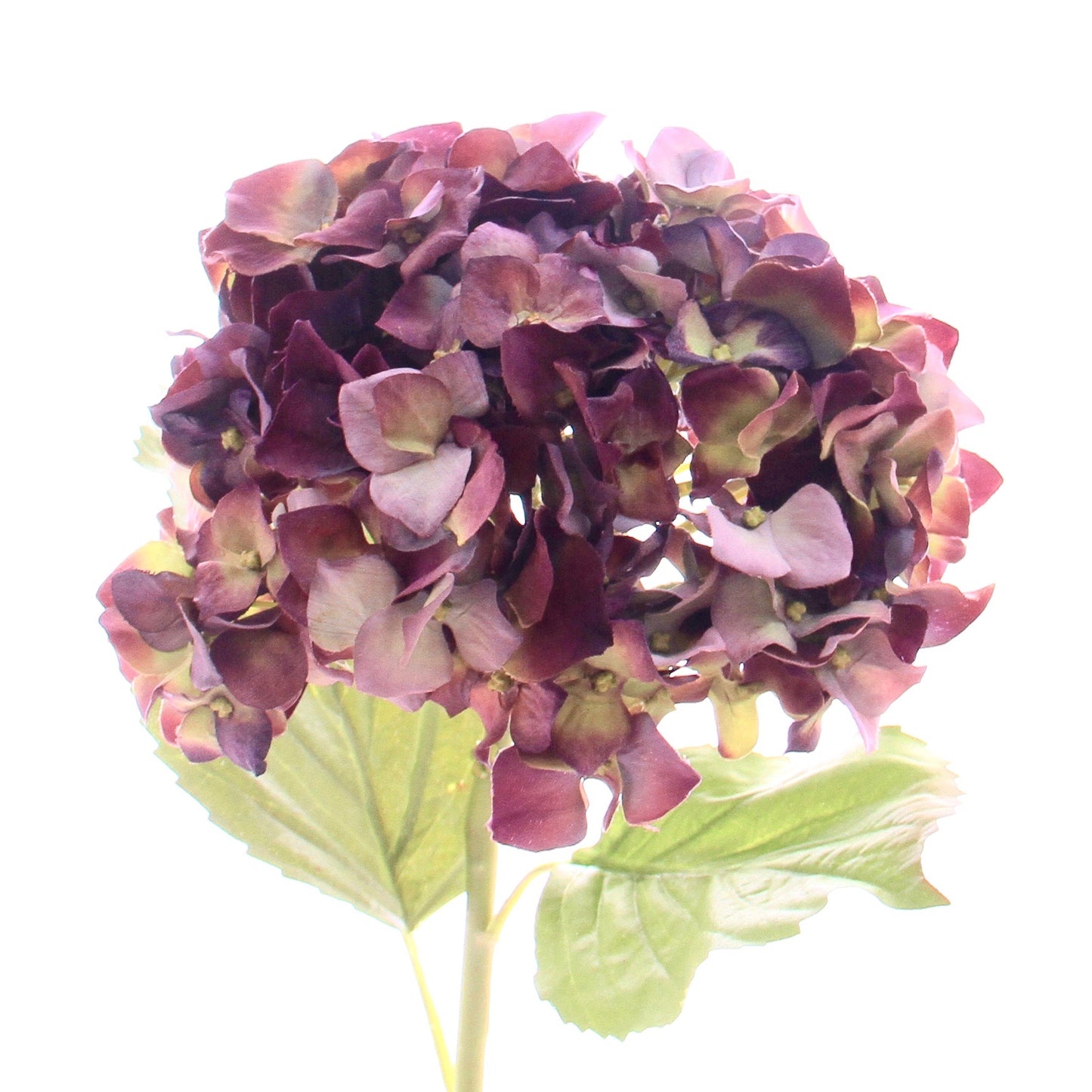 Purple Dried Hydrangea
