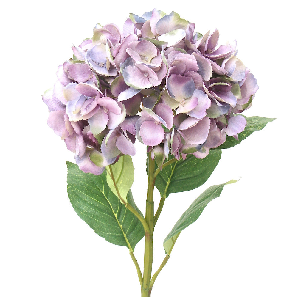 Purple Late Season Mophead Hydrangea