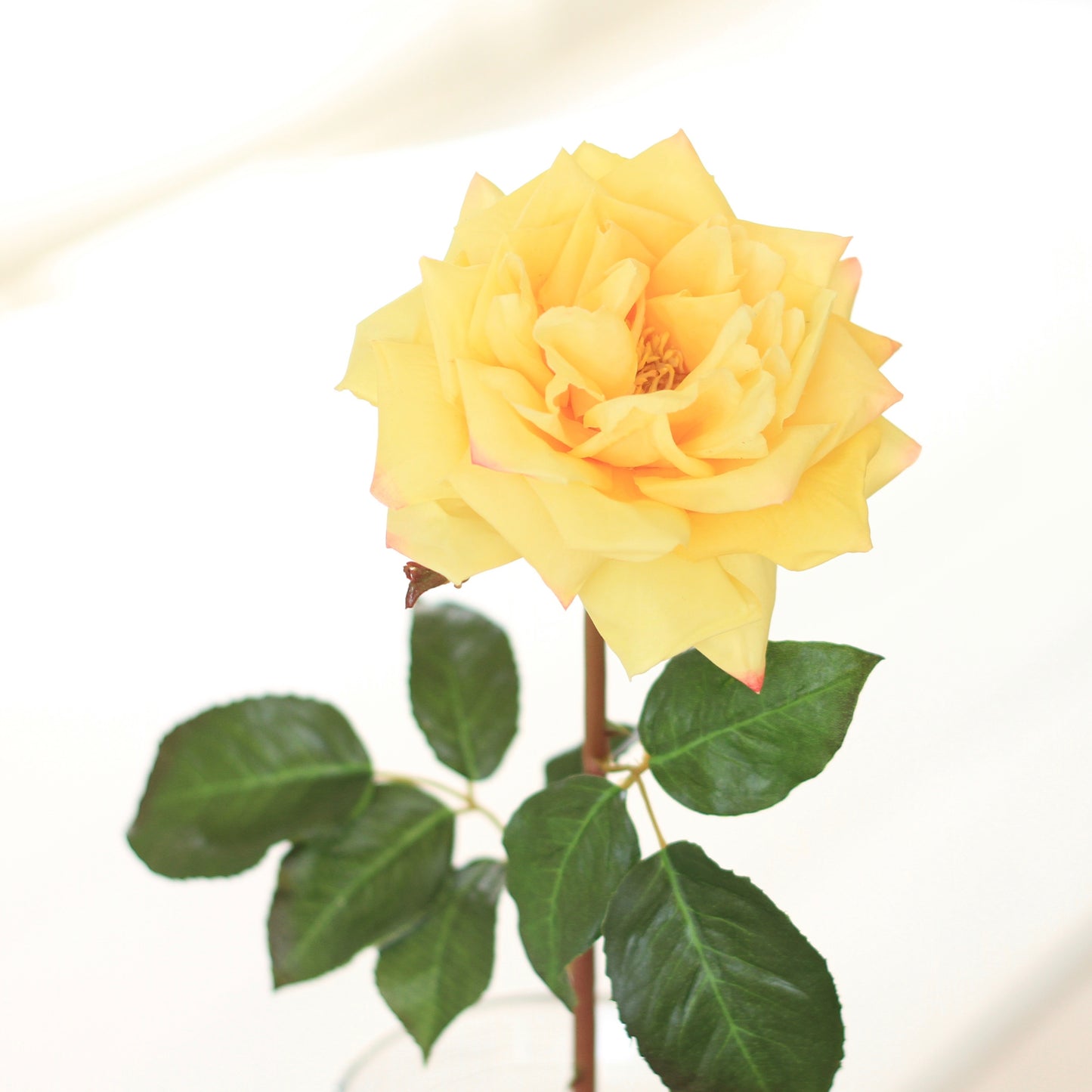 Garden Rose Yellow